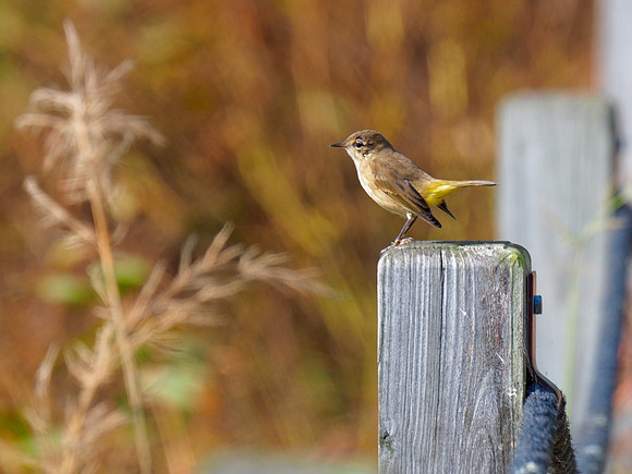 Yellow-rumped Warbler; Horicon NWR, WI; October