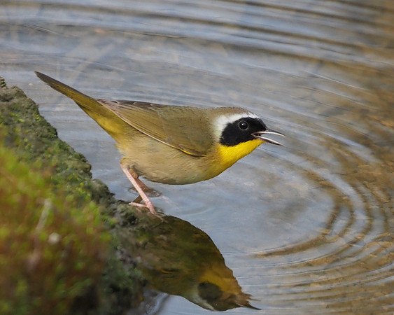 Common Yellowthroat, Lake Park.