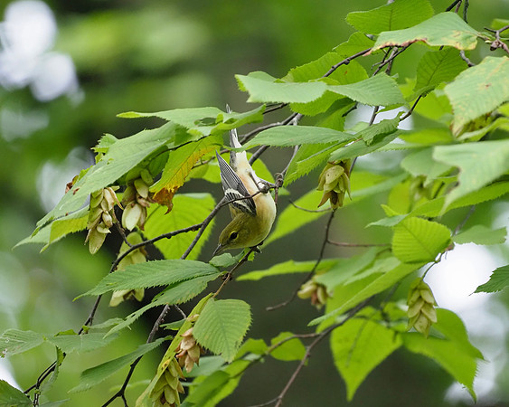 Bay-breasted Warbler in American Hophornbeam.