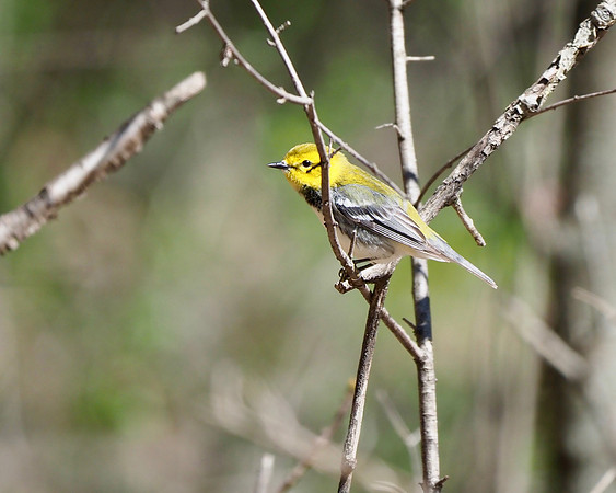 Black-throated Green Warbler, female; May