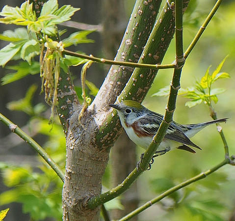Chestnut-sided Warbler; Lake Park, Milwaukee, WI; May