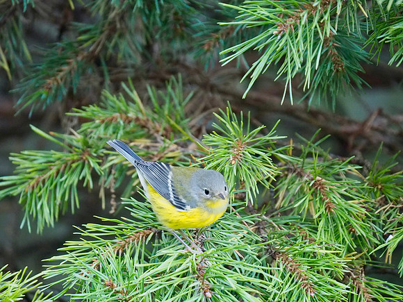 Magnolia Warbler, September.