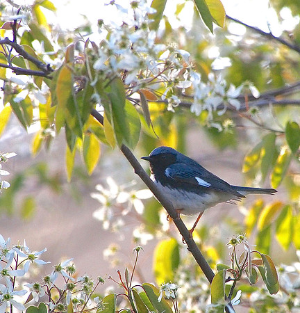 Black-throated Blue Warbler; Whitefish Bay, WI; May