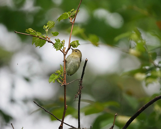 Tennessee Warbler