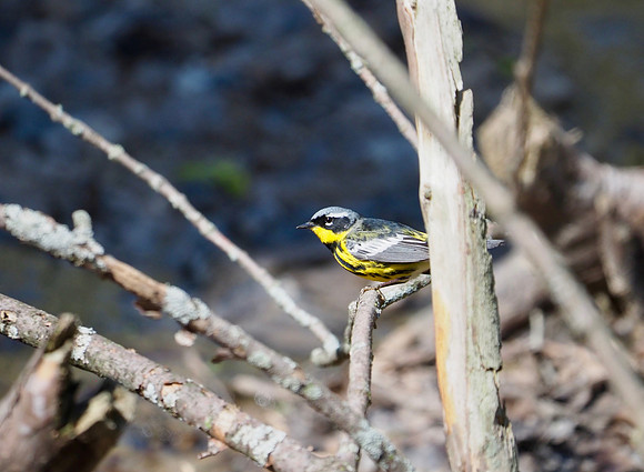 Magnolia Warbler.