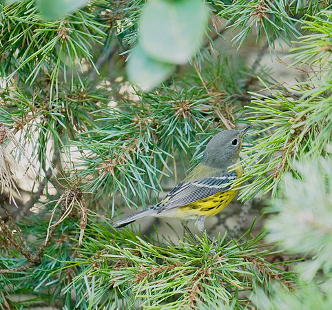 Magnolia Warbler; Whitefish Bay, WI; September