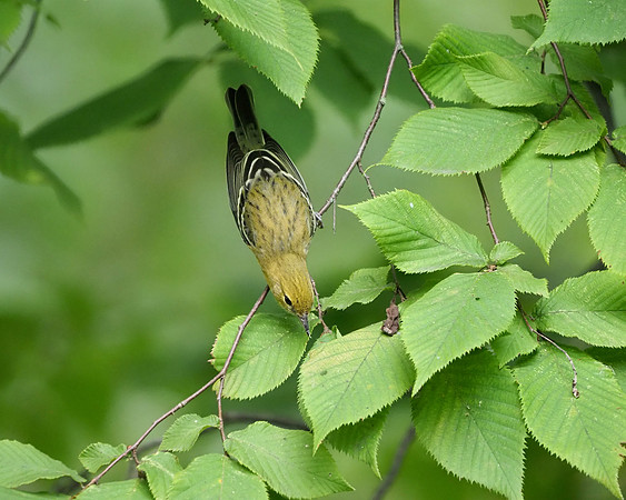 Bay-breasted Warbler