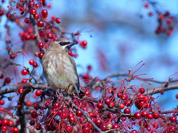 Juvenile Cedar Waxwing; UW Madison Arboretum,  WI; November