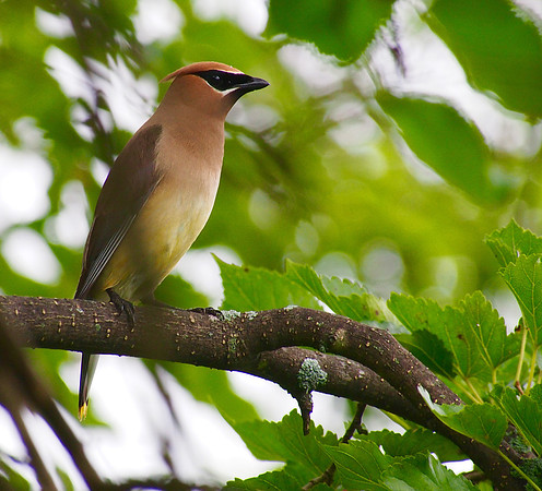Cedar Waxwing; Riverside Park, Milwaukee, WI; August
