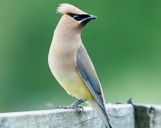 Cedar Waxwing, Covered Bridge Park, Cedarburg, WI