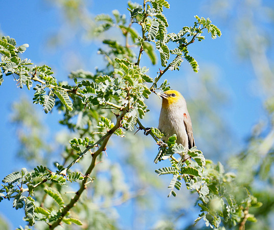 Verdin with nesting material.