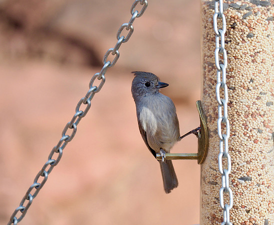 Juniper Titmouse; Arizona