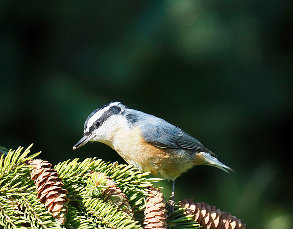 Eating the pine cone seeds.