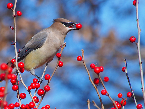 Cedar Waxwing; UW Madison Arboretum, WI; Novembet