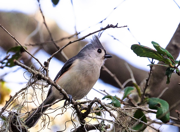 Tufted Titmouse; Kiawah Is., SC; February