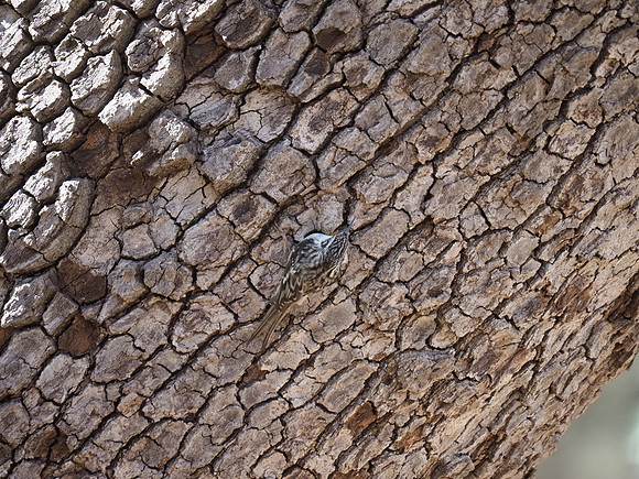 Brown Creeper; Southeast Arizona