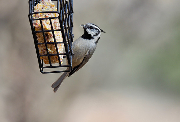 Bridled Titmouse
