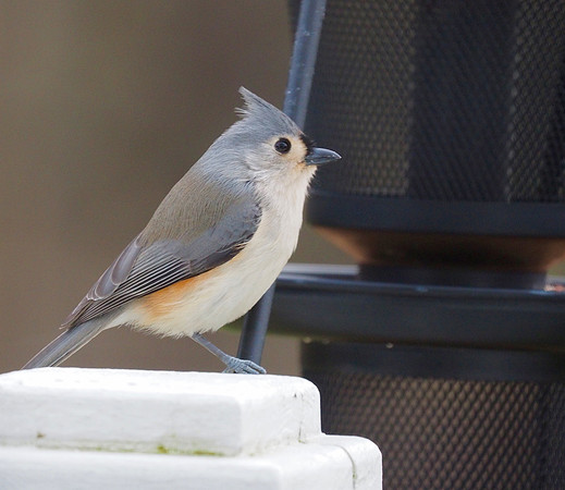 Tufted Titmouse; Richmond, MA; December