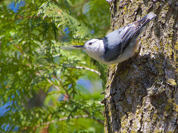 White-breasted Nuthatch; Whitefish Bay, WI; July