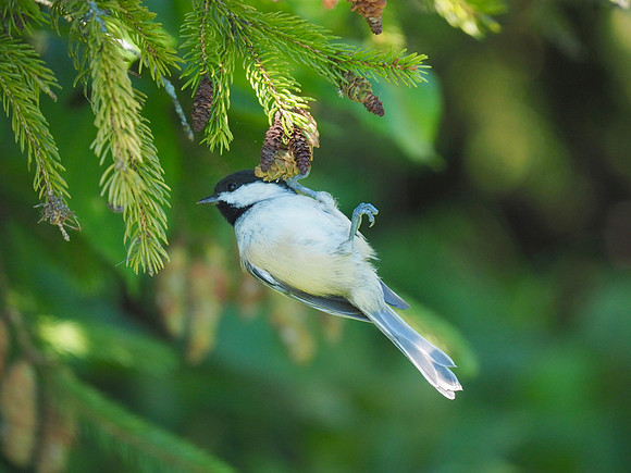 Hangin' with the Nuthatches.