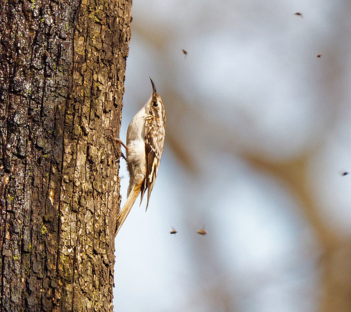 Brown Creeper; Lake Park, Milwaukee, WI; April