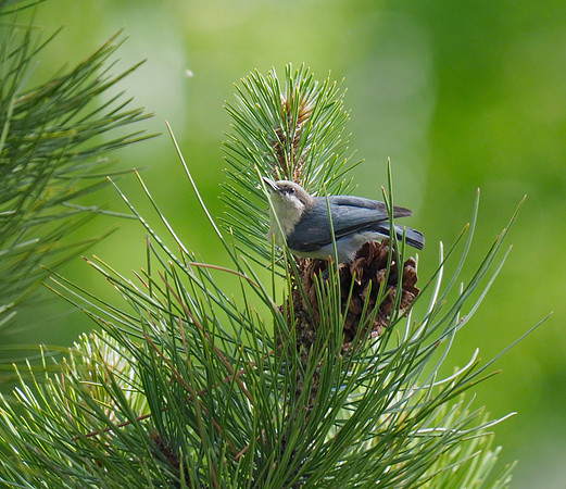 Pygmy Nuthatch