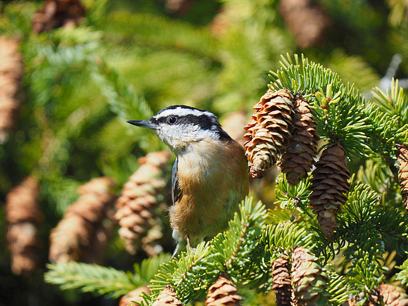 Red-breasted Nuthatch, September