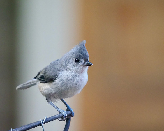 Tufted Titmouse.