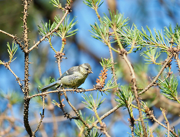 Eurasian Blue Tit; Kurikka, FI; June.