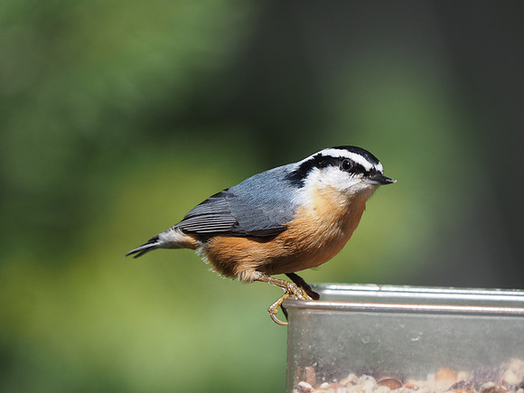 Red-breasted Nuthatch