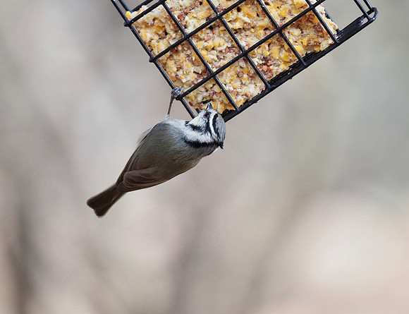 Bridled Titmouse; Arizona
