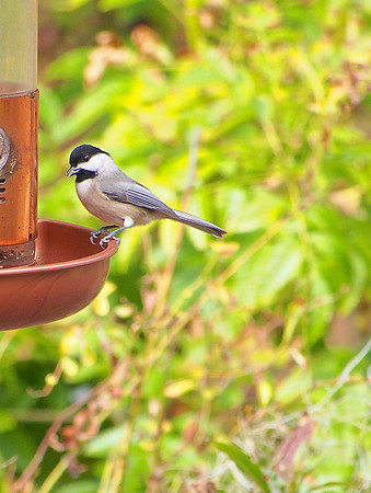 Carolina Chickadee; Kiawah, SC; December