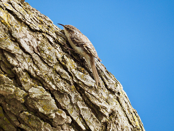Brown Creeper