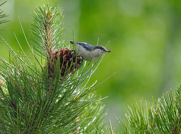 Pygmy Nuthatch; Rocky Mountain National Park, CO; June