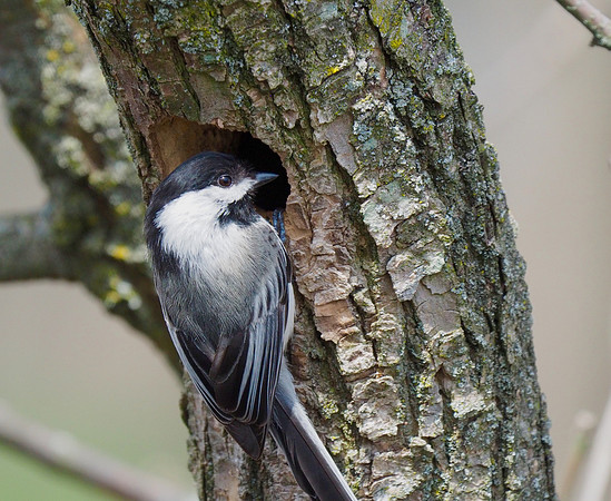 Black-capped Chickadee; Lake Park, Milwaukee, WI; April