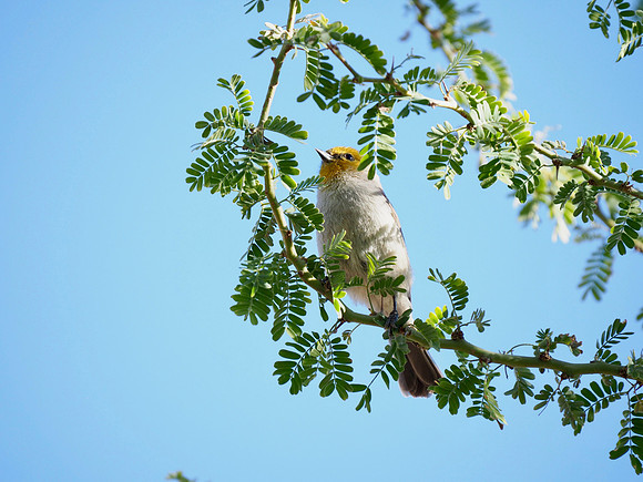 Verdin