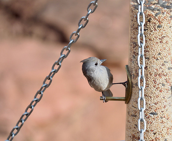 Juniper Titmouse