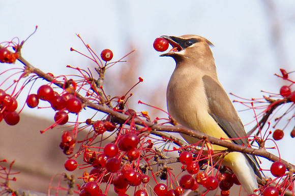 Cedar Waxwing; Olbrich Botanical Gardens, Madison, WI; November