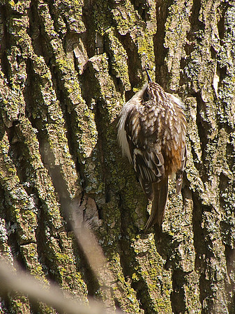 Brown Creeper; Whitefish Bay, WI; April