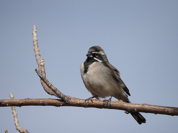 Black-throated Sparrow