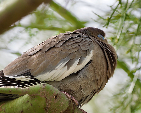 White-winged Dove