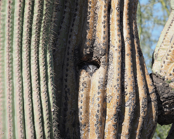 Western Screech Owl