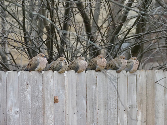 Mourning Doves