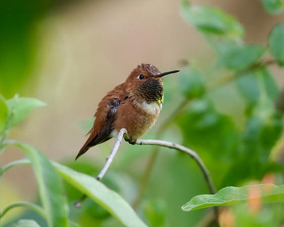 Rufous hummingbird