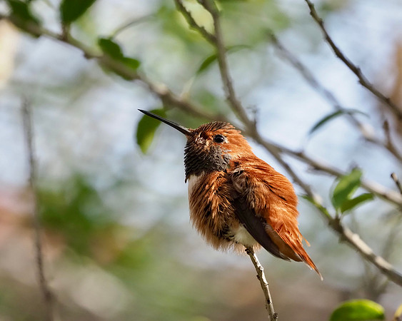 Rufous hummingbird