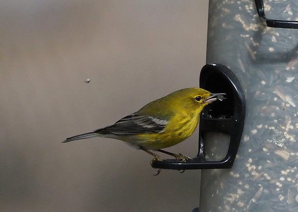 Pine Warbler, South Carolina