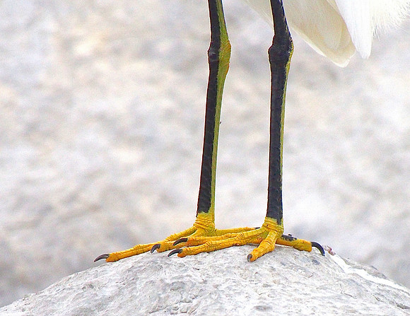 the golden slippers.