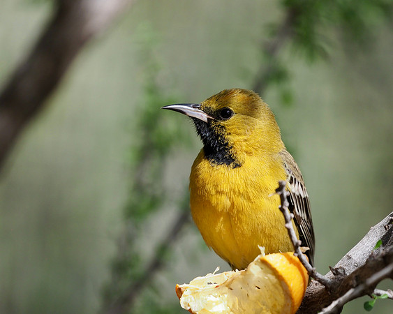 Hooded Oriole, Phoenix, AZ