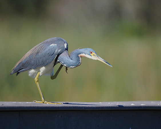 Tricolored Heron.