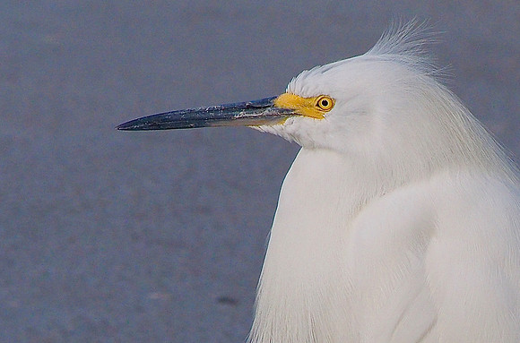 Snowy Egret....The bird with